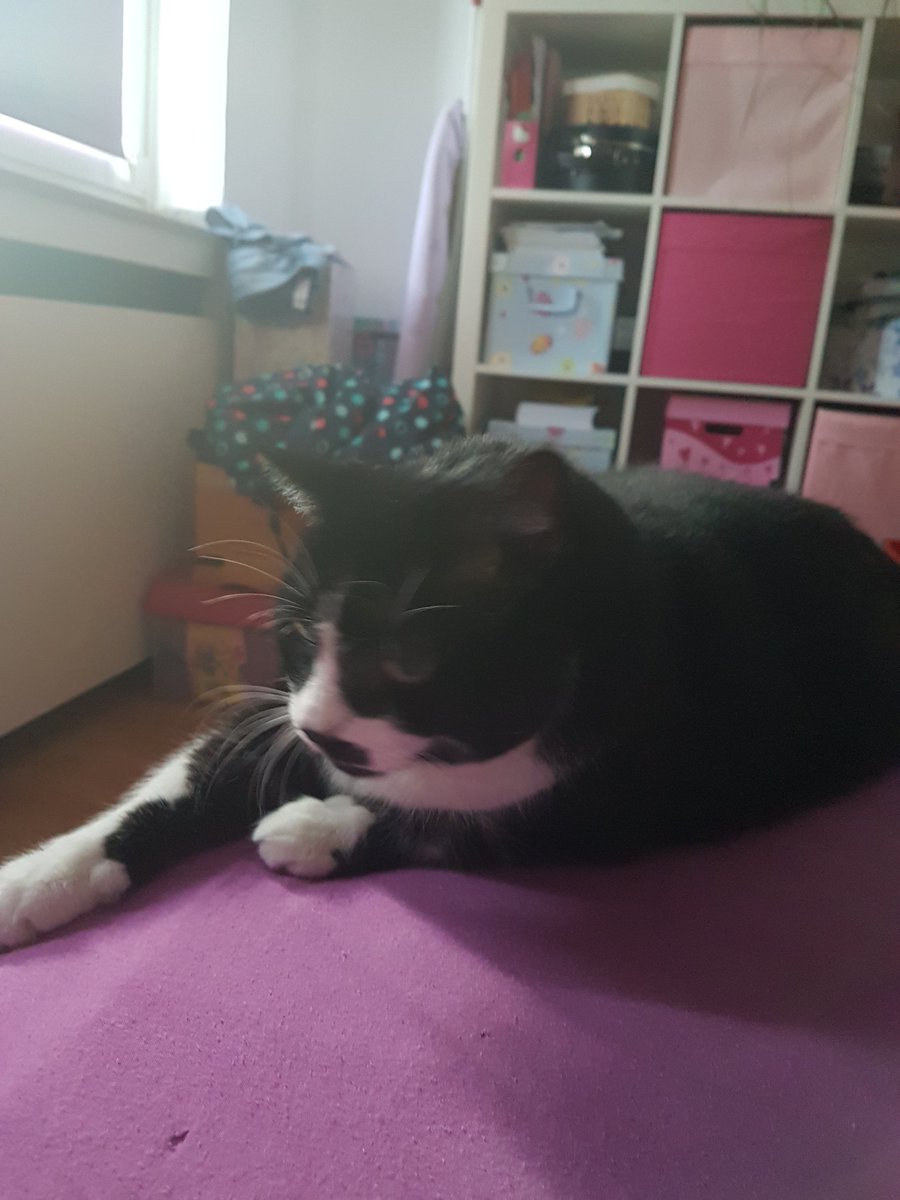 GiuDi4's tweet photo. #rocketman on his bed #chillin' on #sunday #rocky the #catman https://t.co/anwvmJdRD4