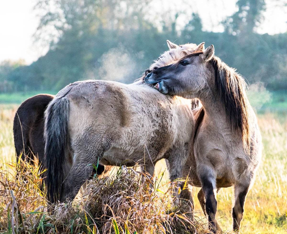 'You scratch my back and I'll scratch yours' #PortmoreLough <a href="/LoveLoughNeagh/">Lough Neagh</a> #Konik #ponies <a href="/ThePhotoHour/">#ThePhotoHour</a> #ThePhotoHour <a href="/ScenesOfUlster/">Scenes of Ulster</a>