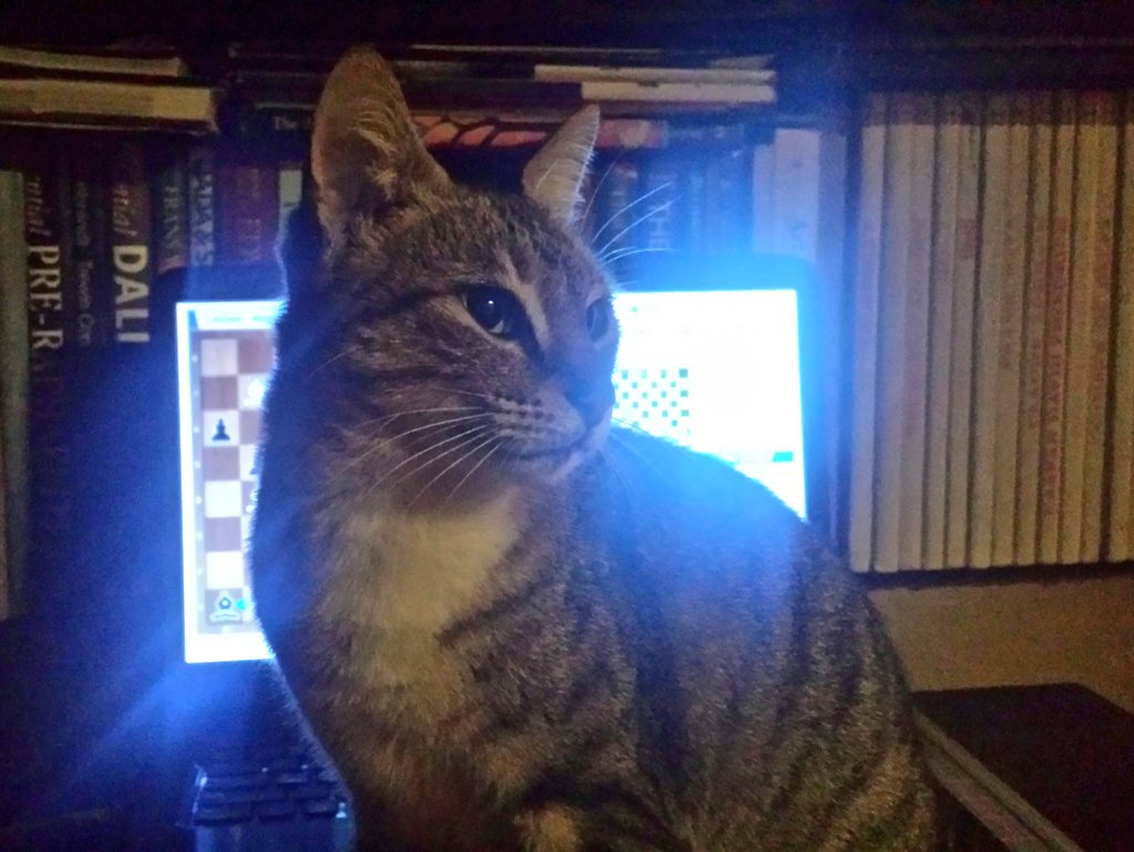 Missceylon's tweet photo. When I try to watch #CarlsenKarjakin on #c24live, but my #cat disagrees with my 2 a.m. hobbies. #WhyIsItAlways2am #sleepwhatsleep https://t.co/aMGZzaVKtz