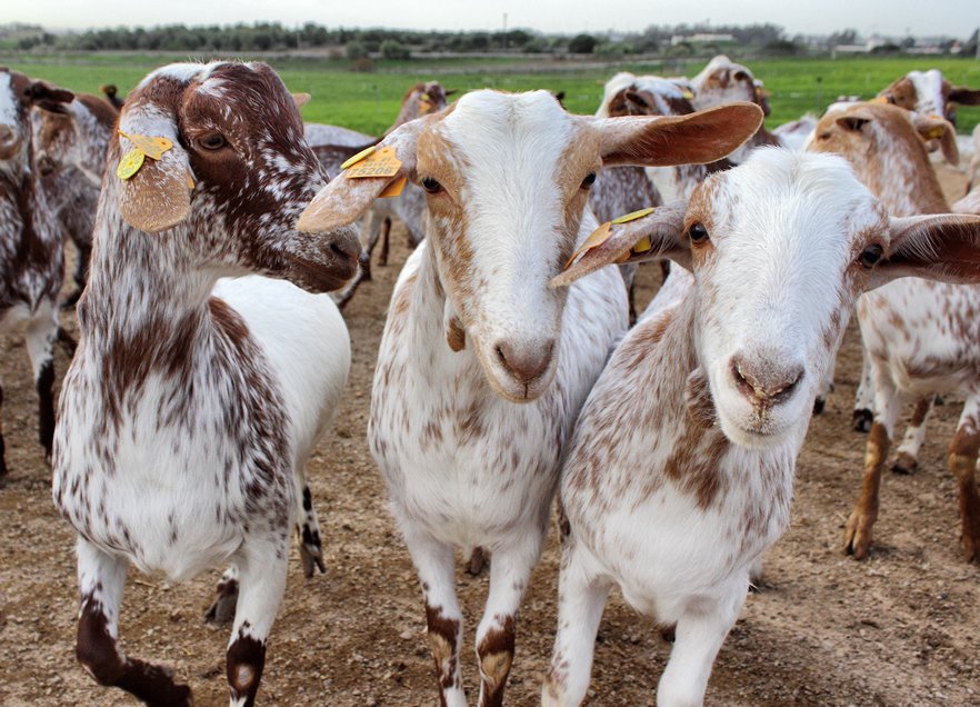 Proyecto <a href="/Lifeecocitric/">LifeEcocitric</a>: pienso animal a partir restos poda de #cítricos revistaganaderia.com/alimentacionan… #ganado #ganadería #pienso #LifeEcocitric