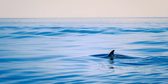 flashwgtn's tweet photo. Shark seen in sea. What next ? Bird spotted in sky ? https://t.co/jeMAjef4PT https://t.co/ct1Ov2cjxv