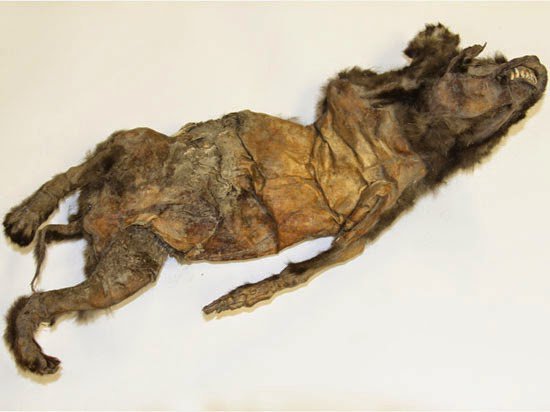 Schoolgirl Finds 41,000-Year-Old Mummified Lemming in Permafrost