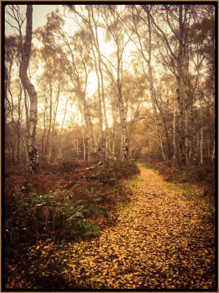 emsee1978's tweet photo. Such a beautiful place. Silver Birch, stunning Bracken &amp; secret Heather. #TreeCharter #woodlandtrust #greatfen @greatfen @WoodlandTrust https://t.co/UKpuQH9VlN