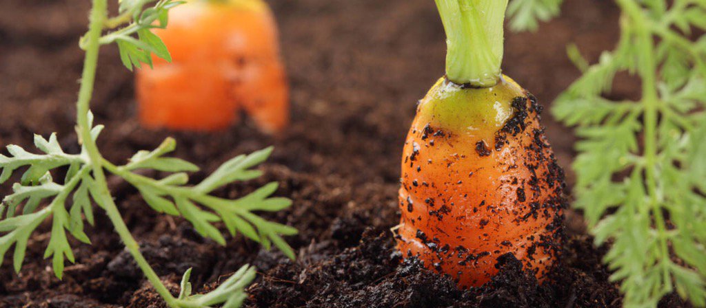 QuaeJuice's tweet image. They are almost ready for the juicer! #FarmFresh #OnlyOrganic #OnlyLocal #Vegetables #Juice #FarmToTable #Produce