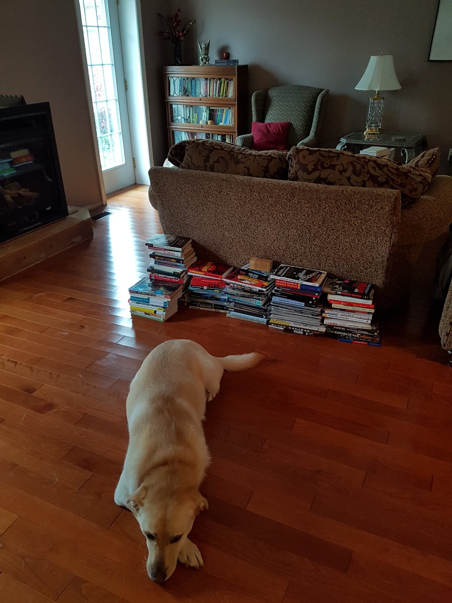 carleekat's tweet image. "Do you think mama will see me if I lay beside all of her books?"

#renovationtime #stuffing4roomsintoone  #dogsoftwitter