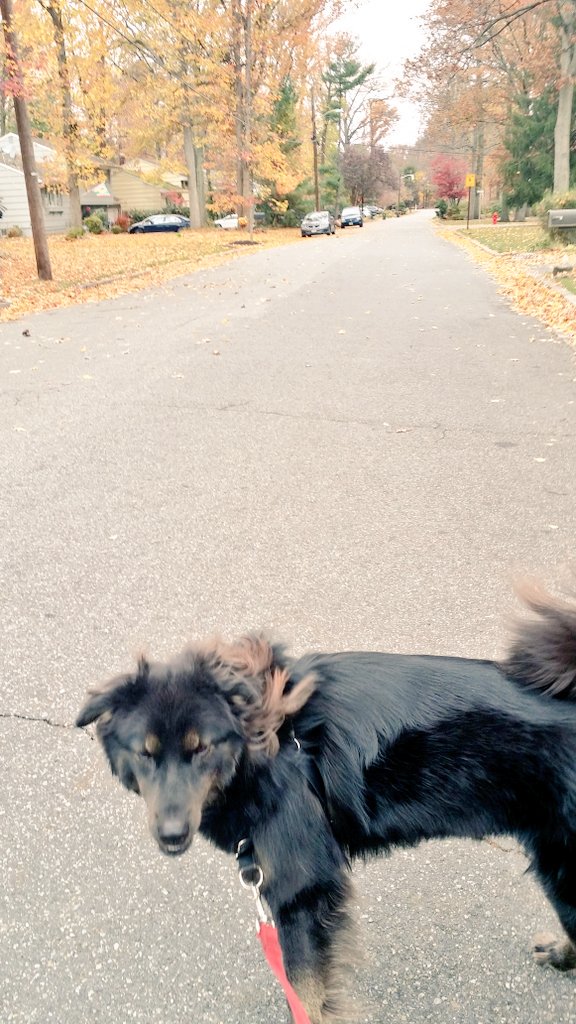 balasankaran's tweet photo. It's cold and my Siberian friend is loving it..#lastdaysoffall https://t.co/9sHzpAOlnD