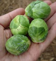 DSUMarket's tweet photo. Get yourselves ready for an other amazing Market this week. BRUSSELS SPROUTS are our Item of the Week: 2.25/ LB! https://t.co/MZfrgiNLA7