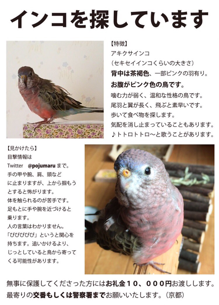 ぽじゅまる 秋の京都に観光に来られる皆さん もし社寺の紅葉 公園 町家などを観光している時に お腹がピンク色のインコ を見たら目撃情報を頂けませんか 背は茶色で野鳥のようですが クチバシはインコなので丸く下にカーブしています 迷いインコ ぽじゅまる 秋の京都に観光に来られる皆さん もし社寺の紅葉 公園 町家などを観光している時に お腹がピンク色のインコ を見たら目撃情報を頂けませんか 背は茶色で野鳥のようですが クチバシはインコなので丸く下にカーブしています 迷いインコ