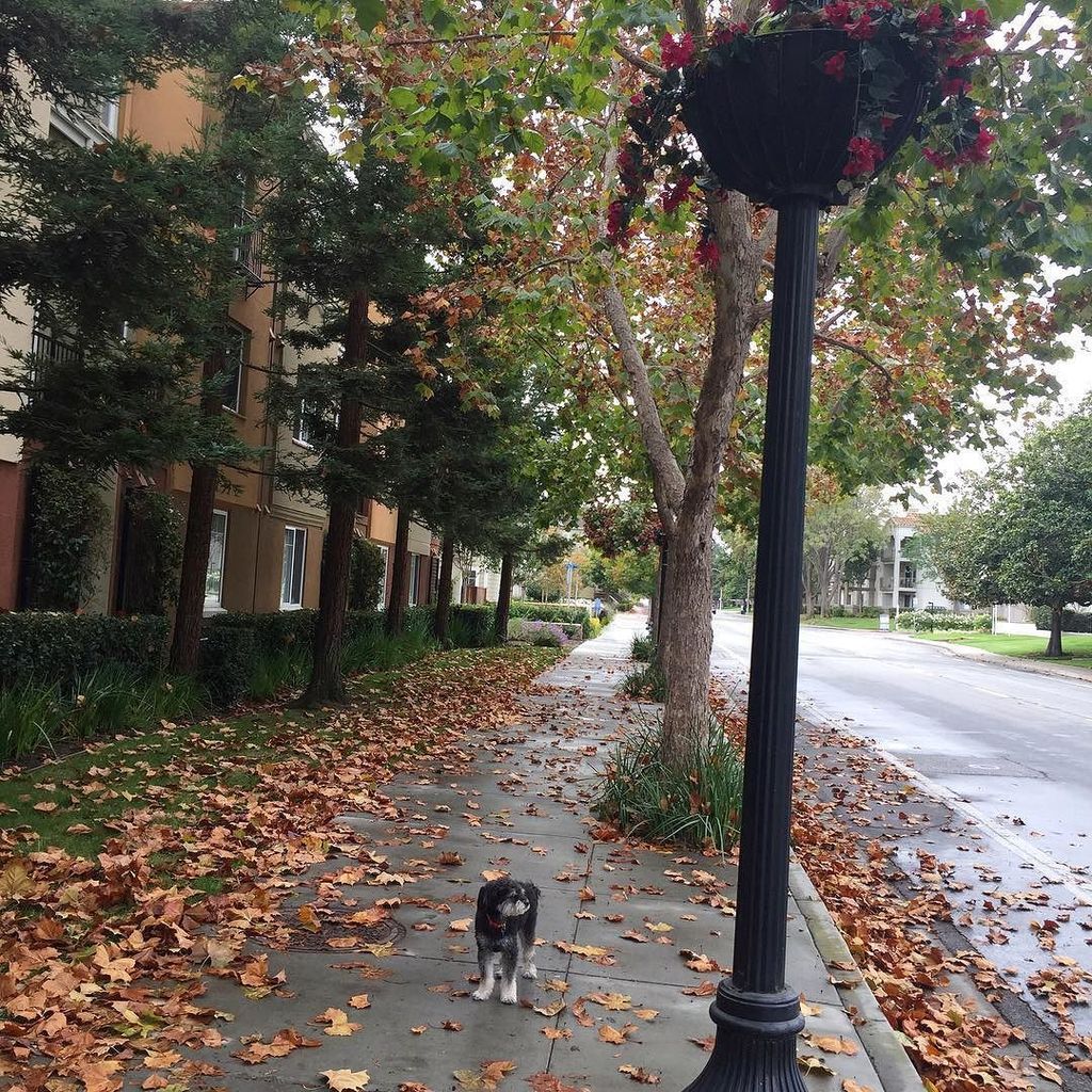 TheAmandaWeiss's tweet photo. Tula is thinking "Fine, mom. I'll pose for yet another Instagram photo." 🐩🍂 #becausefall #neighborhoodlove #sundaym… https://t.co/HaeFmUkrNW