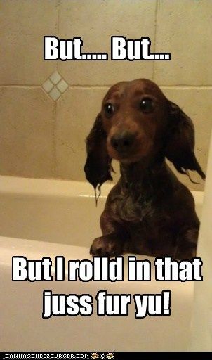 dachshund_dogs's tweet photo. but.... https://t.co/Sp9oSTU7Nv