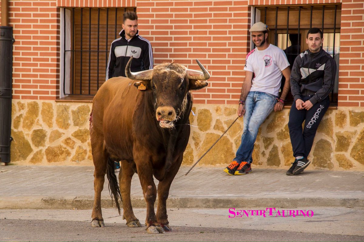 SentirTaurino1's tweet photo. Ya está en marcha: el II TORO DEL COTILLÓN DE @taurofrechos en Villafrechós será el 7 de enero. https://t.co/SYHXVxYDHW