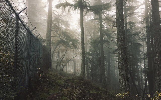 siIentsouI's tweet photo. Foggy adventures 🌫 https://t.co/8YWglehgRk