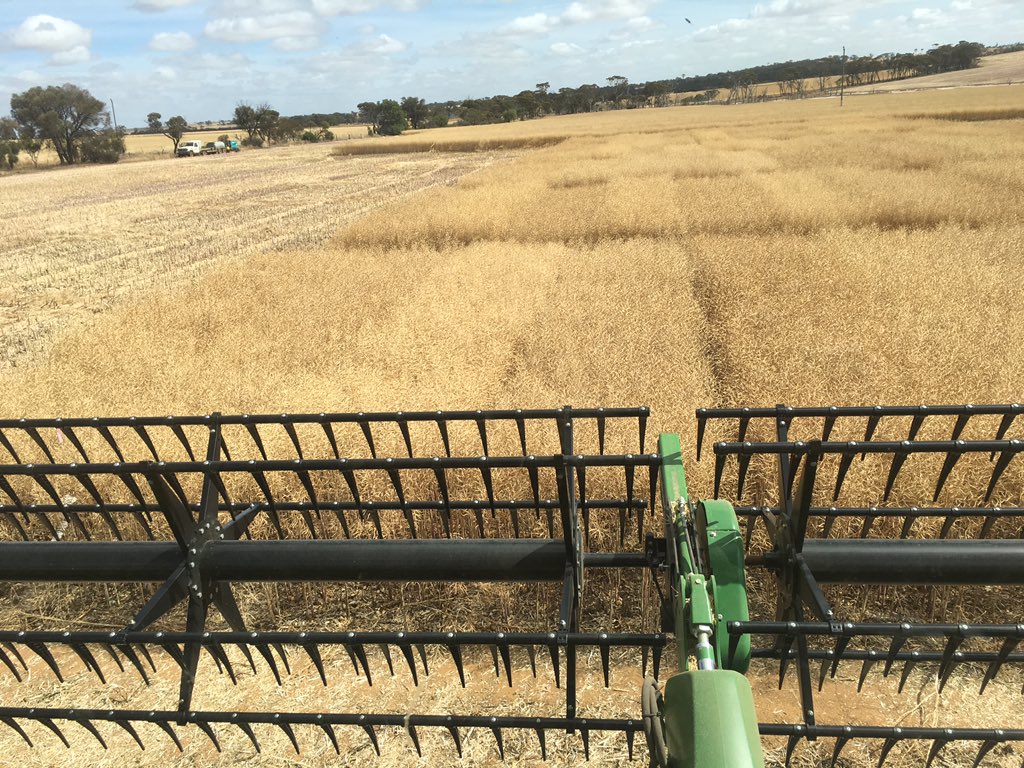 Ooooops. Was that the canola NVT.