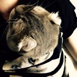 猫ちゃん、飼い主の服に入って暖を取るw