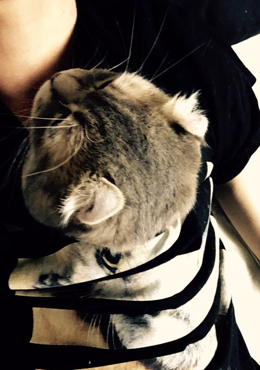猫ちゃん、飼い主の服に入って暖を取るｗｗ