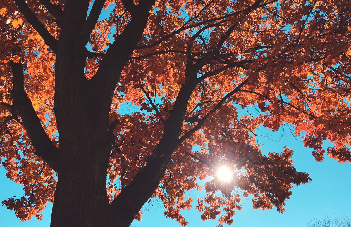 MauraSirianni's tweet photo. Beautiful day to get outside! ๐๐ปโโ๏ธ๐๐#FallInKY https://t.co/STJ5ubGmMJ