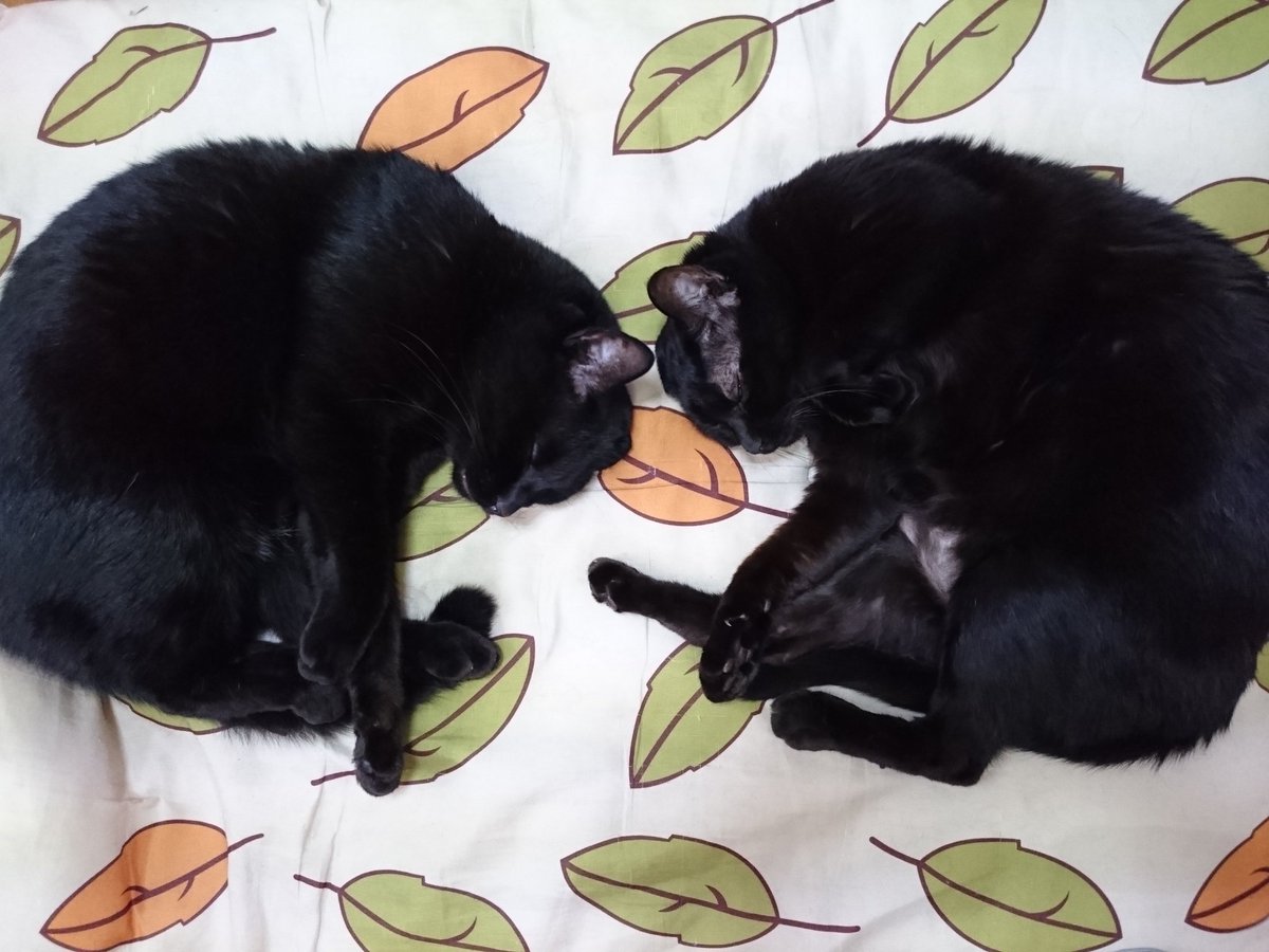 minraku's tweet image. 合わせ鏡
#猫