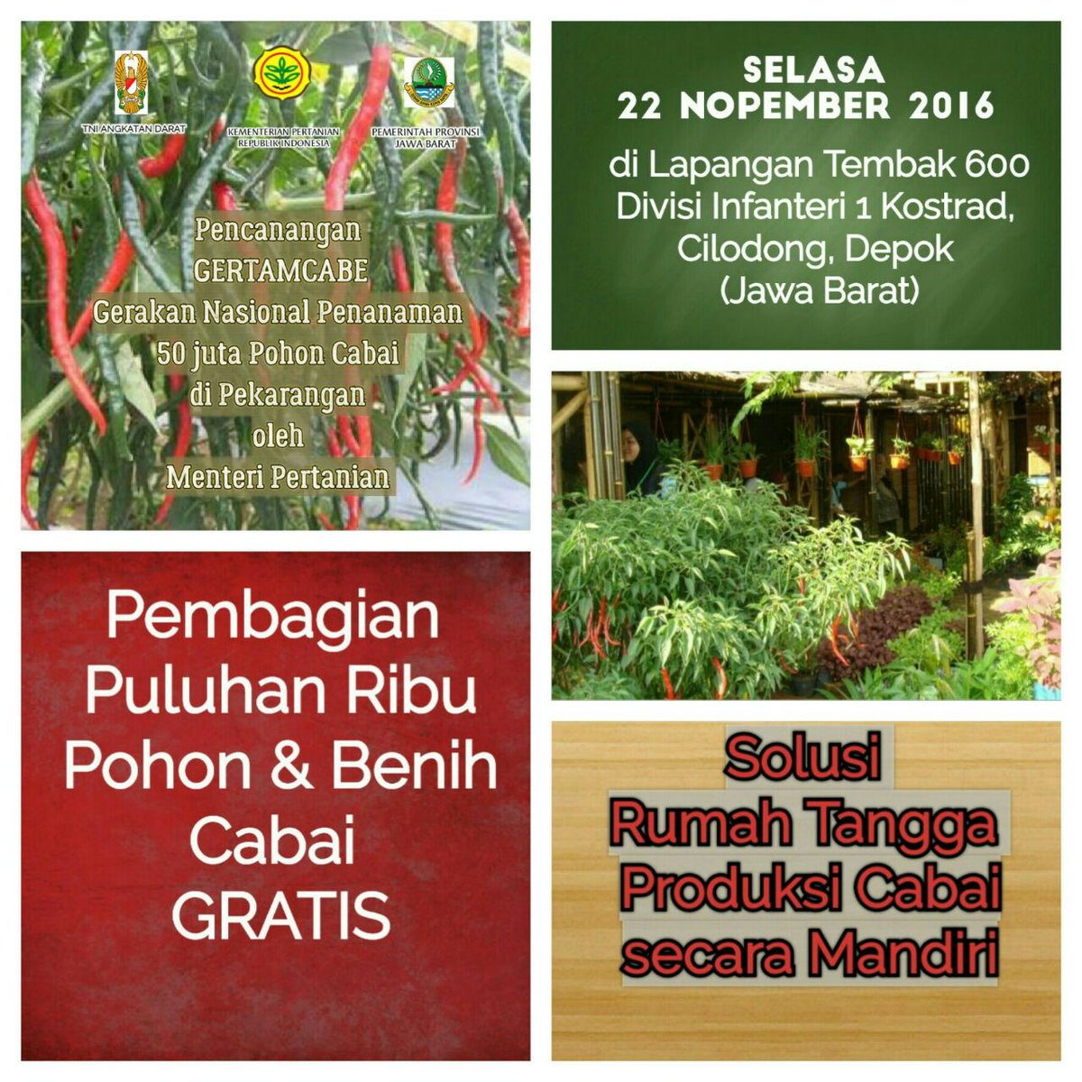 Pembagian puluhan ribu pohon &amp; benih Cabai Gratis, Selasa 22/11/2016 di Kostrad Cilodong Depok #gertamcabe