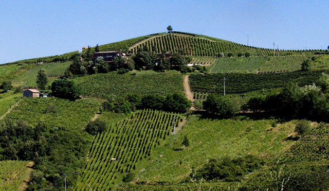 Just a little Sunday Fun Fact from obsev.com: By acre, wine grapes are the world's most-planted fruit! Who needs apples!?