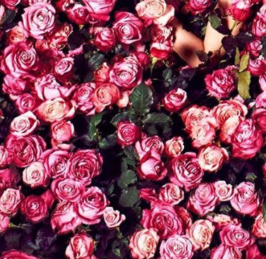 suoai191's tweet photo. #flower #اختيارات_عشوائية https://t.co/oZcSktSm1P
