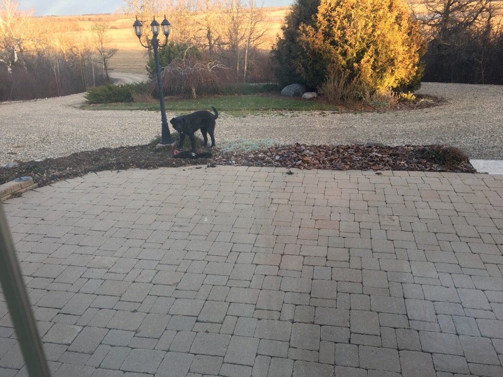 OOrsak's tweet photo. When your dog's think dinner is taking too long. #fisher #twothisweek https://t.co/JLH7hEwJ9A