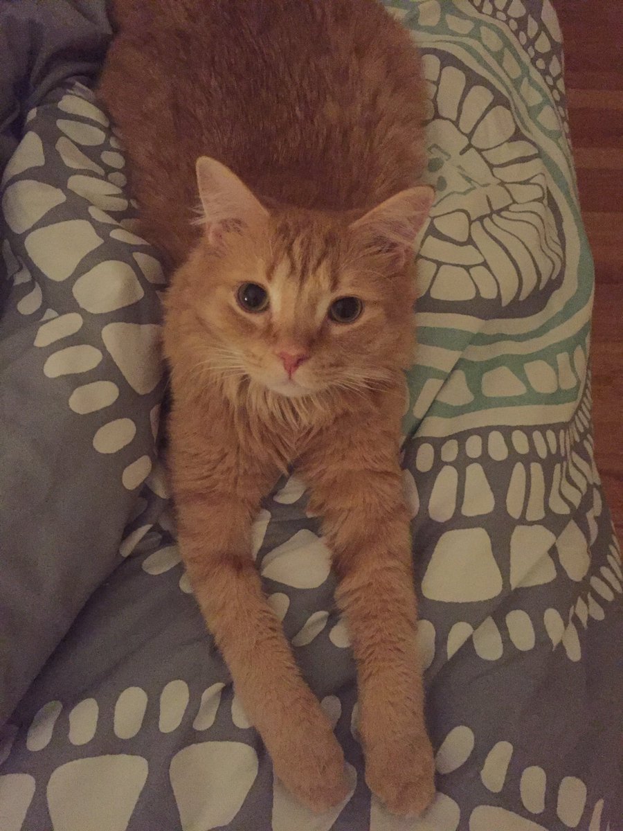 RyeTheCat's tweet photo. Long time no tweet 😺 #CatsOfTwitter https://t.co/0dJgvFqblQ