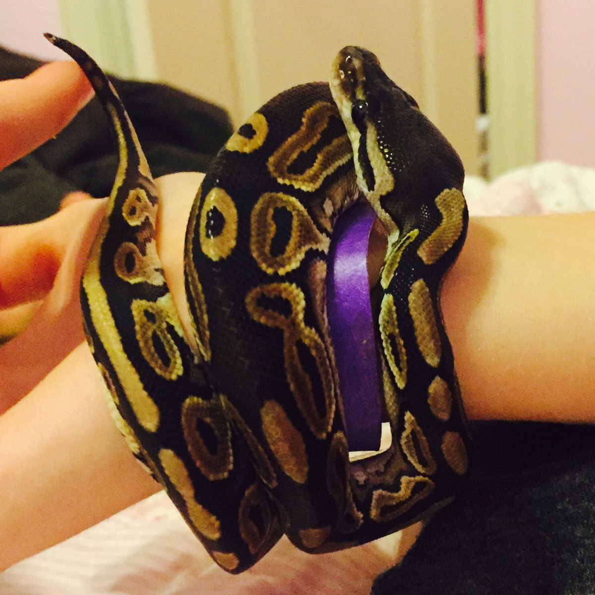 shanherman13's tweet image. Audrey&apos;s newest accessory 🐍#babypython