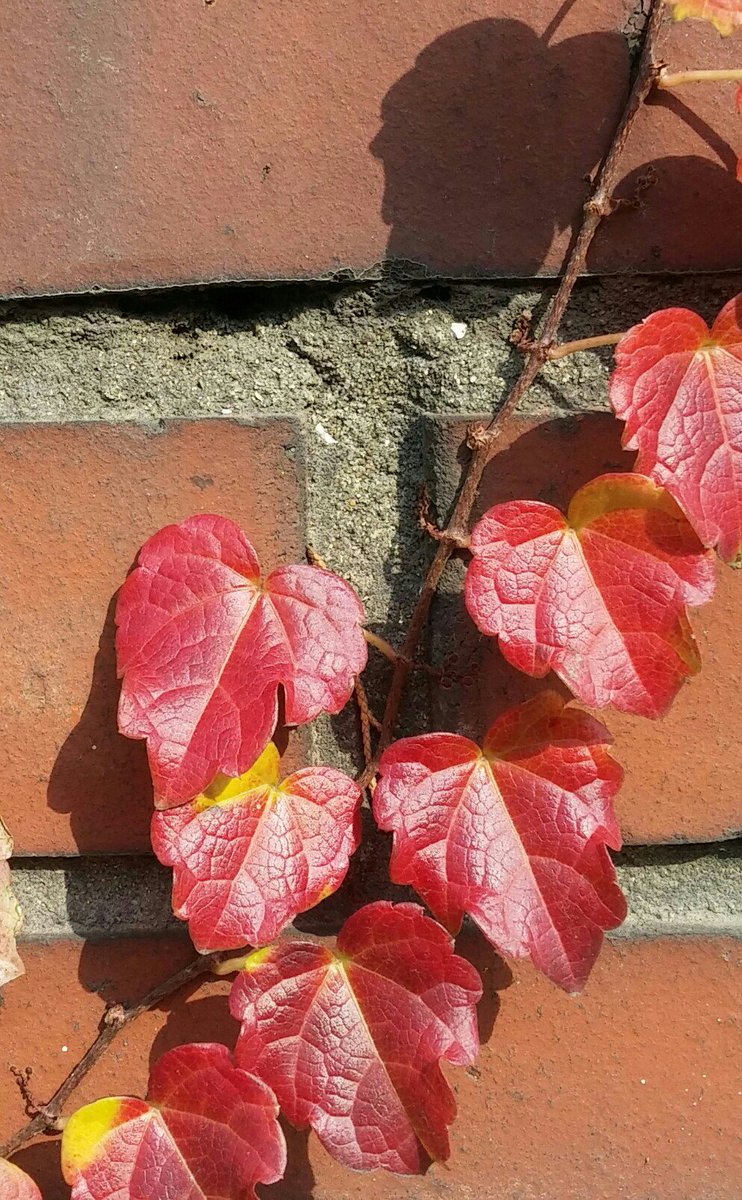 담잼이(4)

그립다 못해
빨알갛게 멍든 가슴
사랑 한묶음
벽에 붙였다