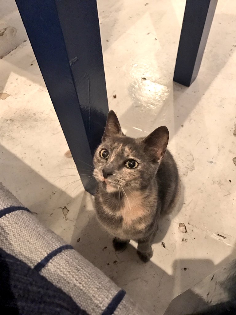 MurphskyWurfsky's tweet photo. We've got a case of the cats #secretvacation2016 #streetcats #restaurantcats https://t.co/ll8aPHBZM3