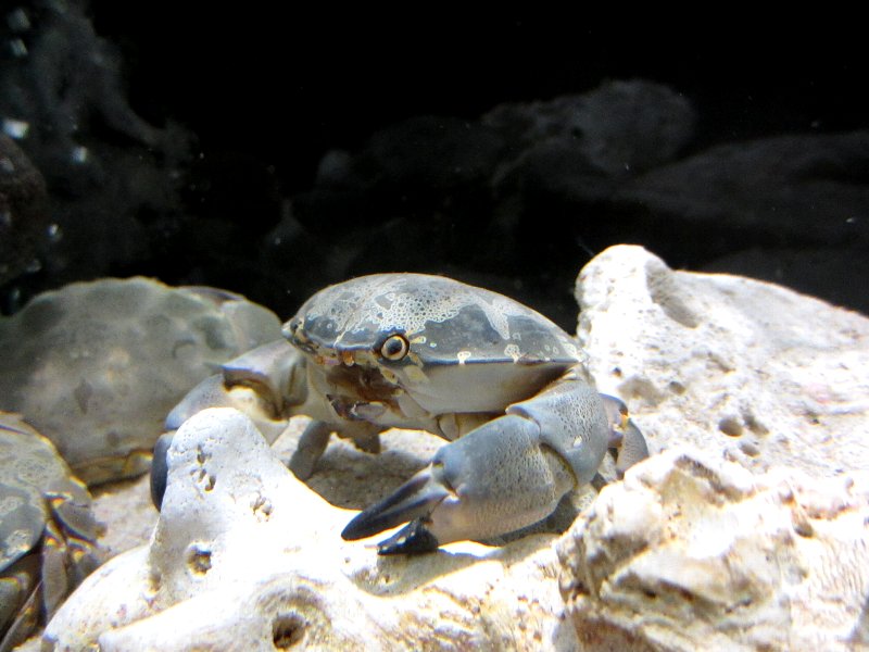 すさみ町立エビとカニの水族館 على تويتر 最近猛毒のカニとして話題になっているウモレオウギガニですが 実はこちらも食べると死に至るくらいの猛毒があります その名もスベスベマンジュウガニ かわいい見た目においしそうな名前をしていますが 絶対に食べちゃ