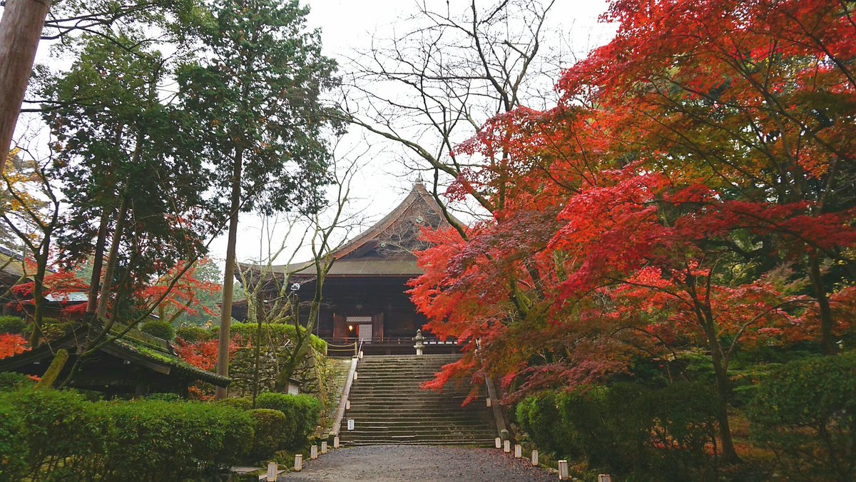 京阪電車おでかけ情報 公式 今朝の三井寺 広い参道が紅葉で彩られており 素晴らしい景観です ゆったりと紅葉を楽しみたい方にもおすすめですよ T Co Mzzkvt0ras 三井寺駅下車 紅葉 三井寺 滋賀