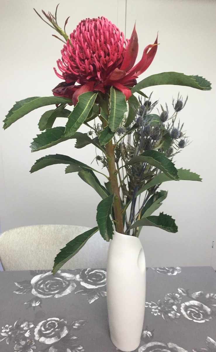 A Waratah in the house. Trying to get into the Sydney zone.