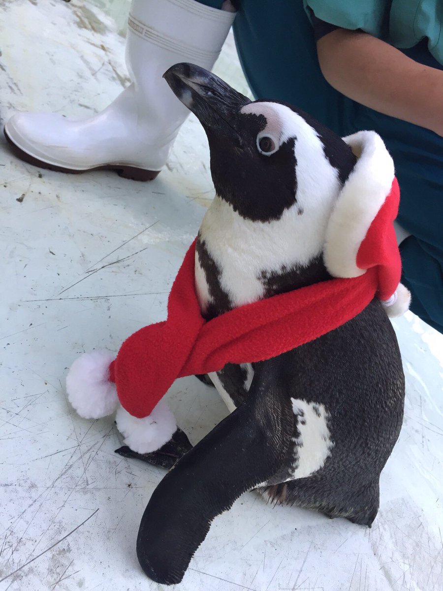 海の動物たちのショーが期間限定でクリスマスバージョンに