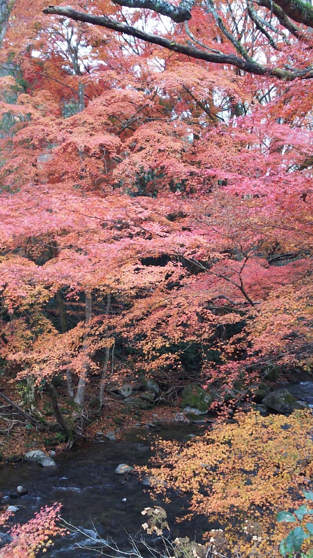 北茨城市観光協会 花園渓谷の紅葉状況です 見頃となっており まもなく終わりを迎えそうです お早めにお越しください また 花園神社のライトアップもあと10日となりました 花園渓谷 北茨城 見頃 紅葉 ライトアップ 花園神社 T