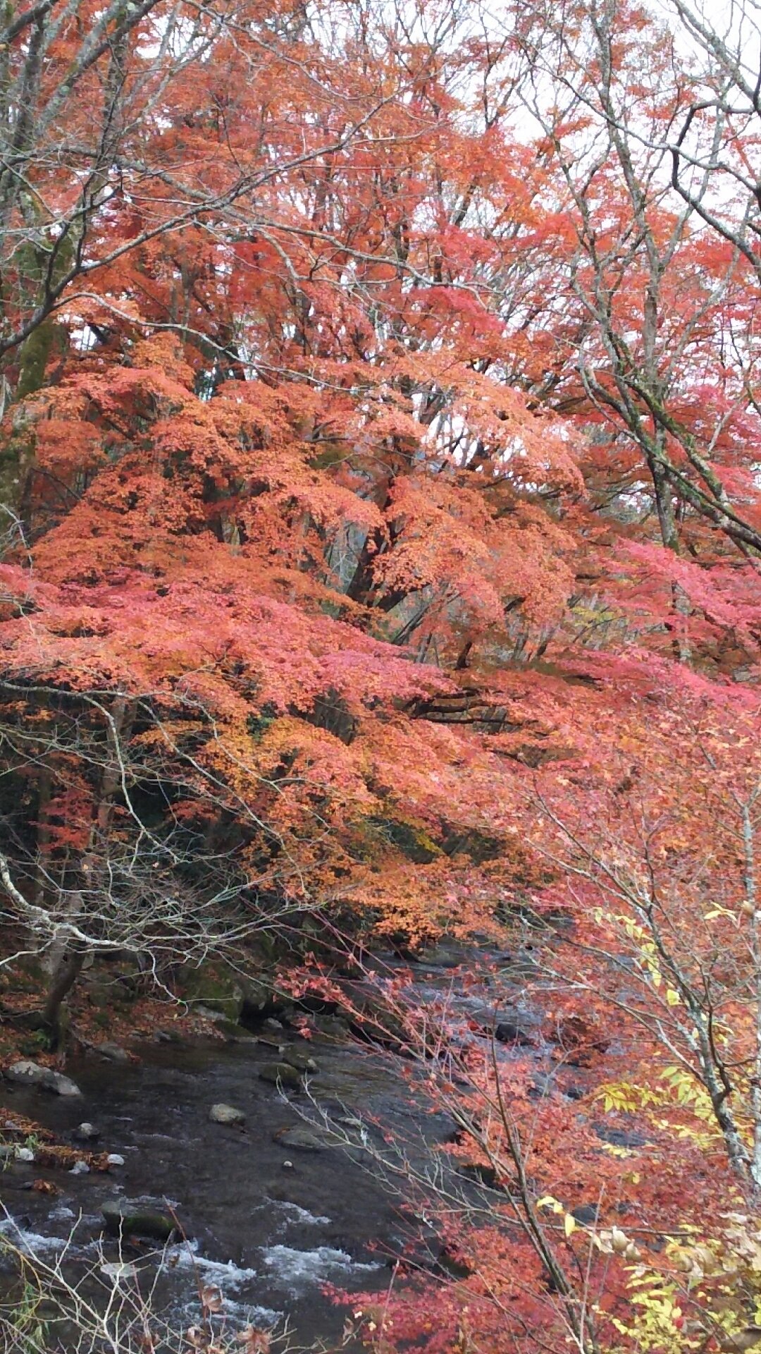 北茨城市観光協会 花園渓谷の紅葉状況です 見頃となっており まもなく終わりを迎えそうです お早めにお越しください また 花園神社のライトアップもあと10日となりました 花園渓谷 北茨城 見頃 紅葉 ライトアップ 花園神社 T