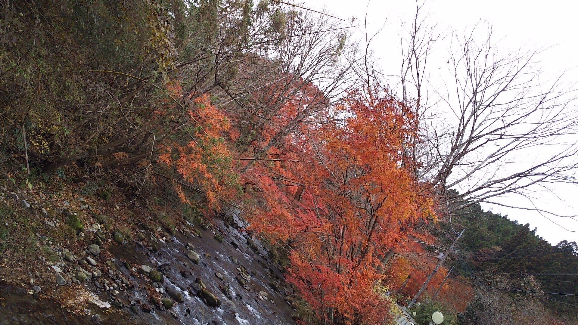 北茨城市観光協会 花園渓谷の紅葉状況です 見頃となっており まもなく終わりを迎えそうです お早めにお越しください また 花園神社のライトアップもあと10日となりました 花園渓谷 北茨城 見頃 紅葉 ライトアップ 花園神社 T