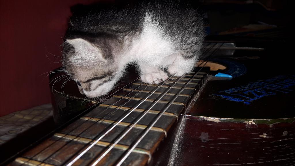 Cute!! 
#cats #cute 
#guitar #nice