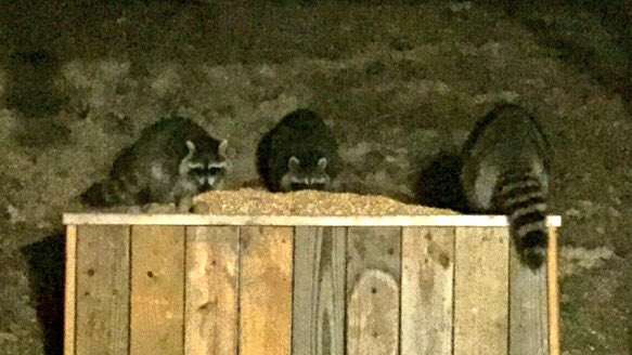 Watching raccoons eat here at my back deck. Peaceful night to all.