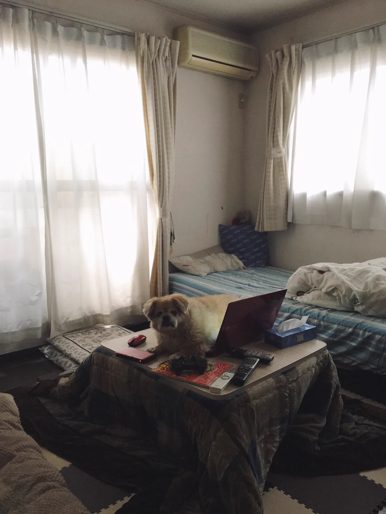 SNSの怪文を心配する前に犬が上に乗ってパソコンが壊れないか心配なんですけどｗｗ