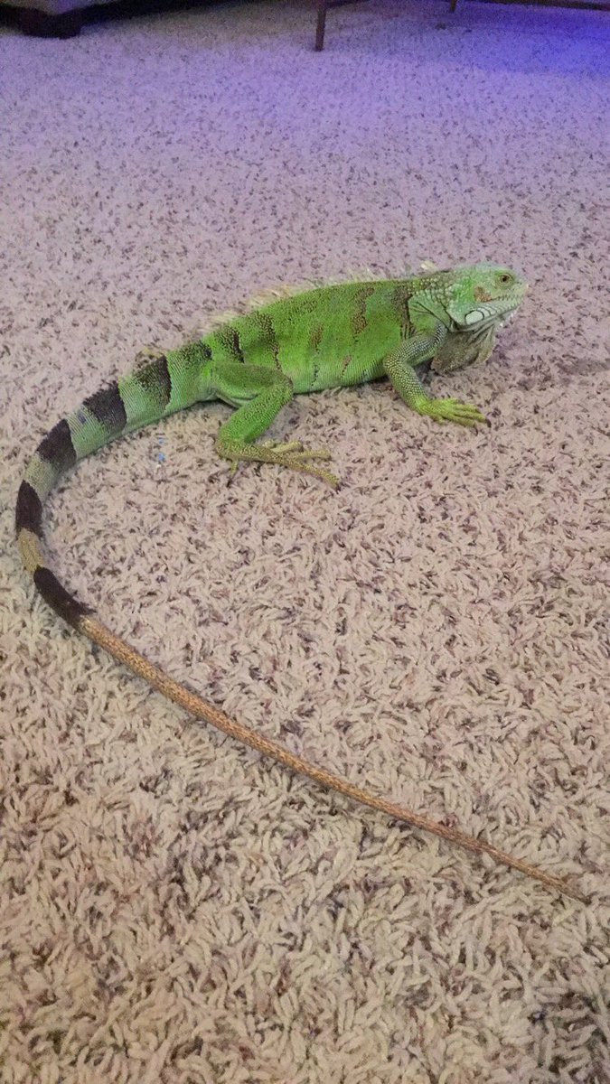 StevenBitchell's tweet image. I saved this guys life today after finding him next to my car almost frozen to death. I took him home and got heat on him now he's doin good