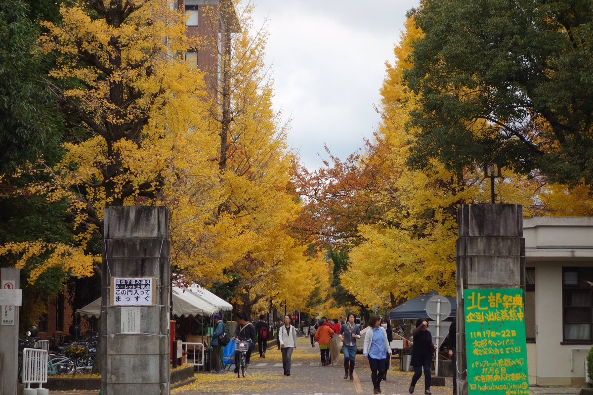 京都の紅葉 京大イチョウ並木 銀閣寺 哲学の道 法然院 安楽寺 霊鑑寺 真如堂 金戒光明寺 Togetter