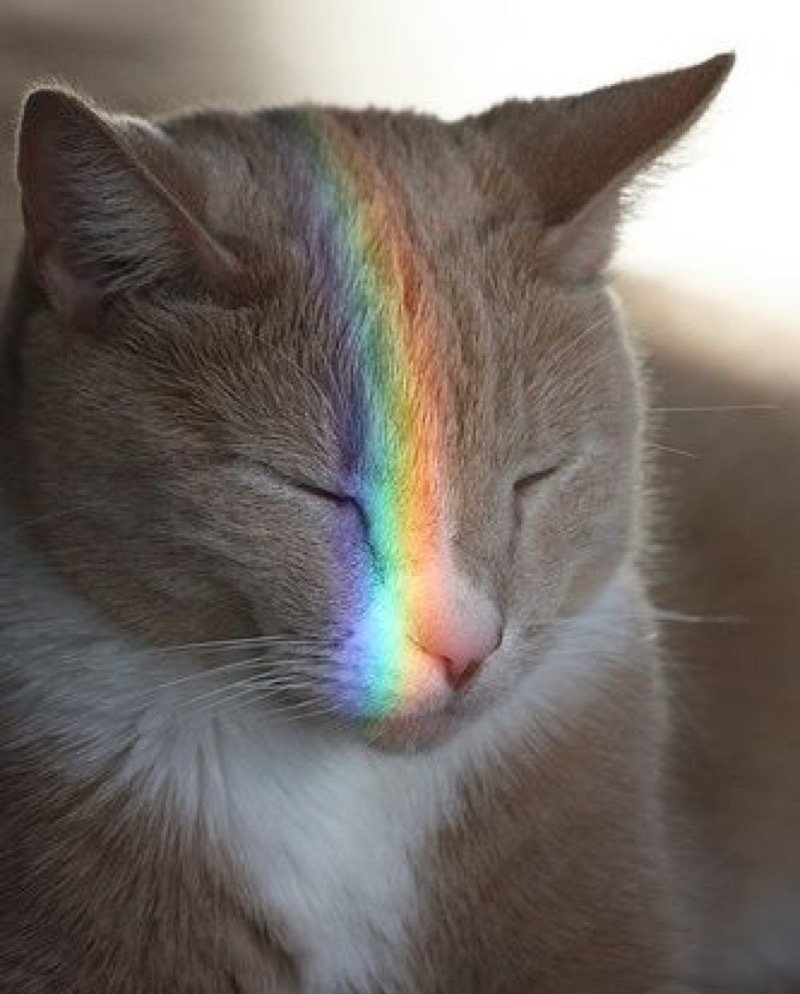 Cats In Hats Made From Their Own Hair