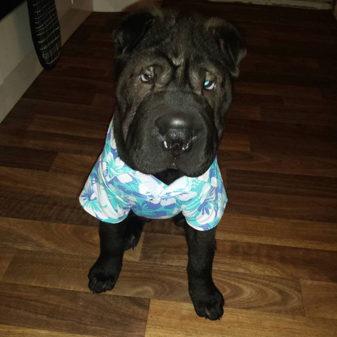 mummabear99's tweet photo. @ParagonPet Buddy has put on his best shirt - hoping he's lucky! xx https://t.co/m5H3Lg1YbD