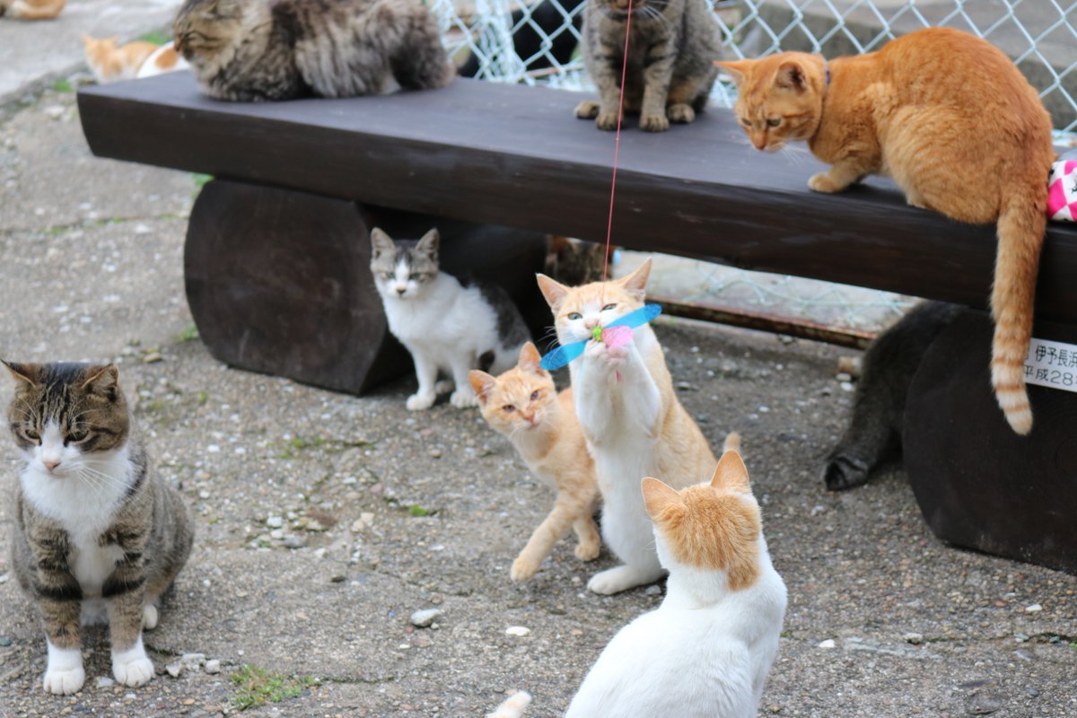 猫の島 青島 １１月２０日に放送されたｎｈｋダーウィンが来た 福岡県の相島の猫たちが放送されていた かなり厳しい環境で生きている猫たちでした それに比べて愛媛県の青島の猫たちは のんびりと平和な暮らしをしています ダーウィンが来た