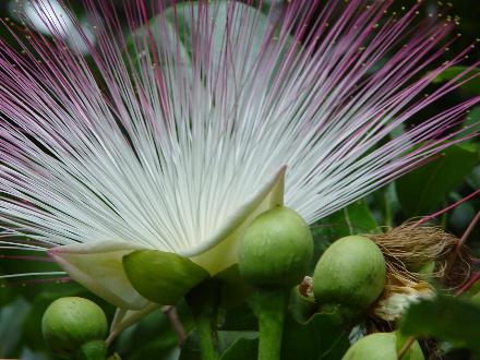 サガリバナは9時間しか咲かない幻の花 天国と地獄 ぐっみーのトレンド