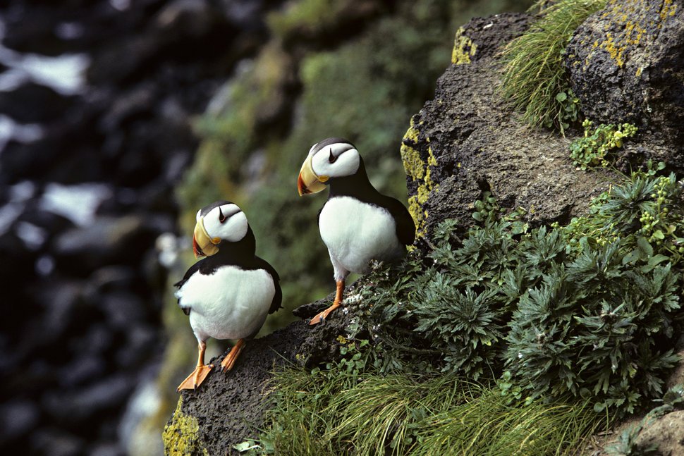 Greenpeace's tweet photo. “We’ve never seen anything like this." Hundreds of dead puffins wash up on beaches because of unusually warm seas  https://t.co/4vilQzwXCI https://t.co/EslDi211eE