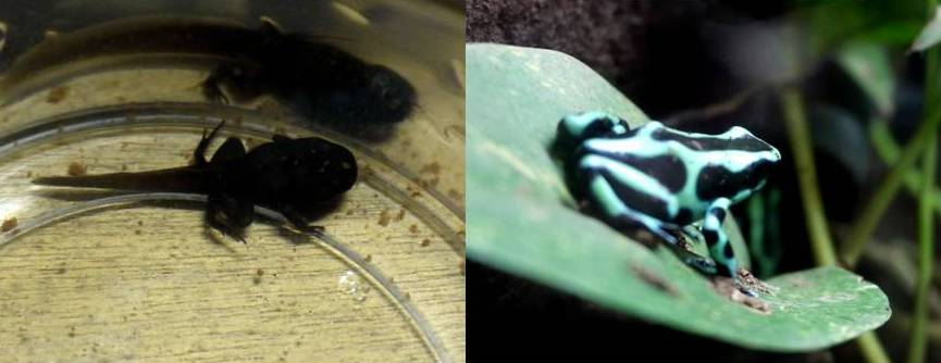 ট ইট র 姫路セントラルパーク サファリ 公式 ジャングル館でマダラヤドクガエルの赤ちゃんうまれました 今おたまじゃくし中で 後足についで前足も出てきました これからの成長 楽しみです 姫セン マダラヤドクガエル おたまじゃくし