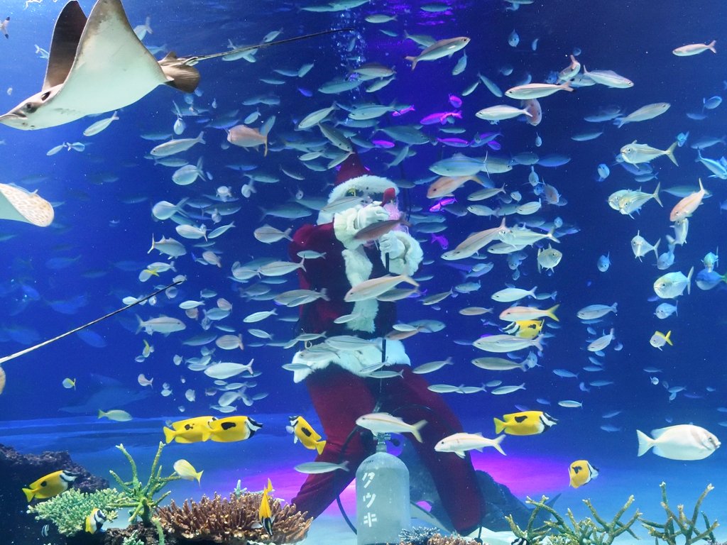 コロコロ係 ラグーン水槽のサンタダイブ 小魚にエサをあげるところ サンシャイン水族館 コロコロ係 ラグーン水槽のサンタダイブ 小魚にエサをあげるところ サンシャイン水族館