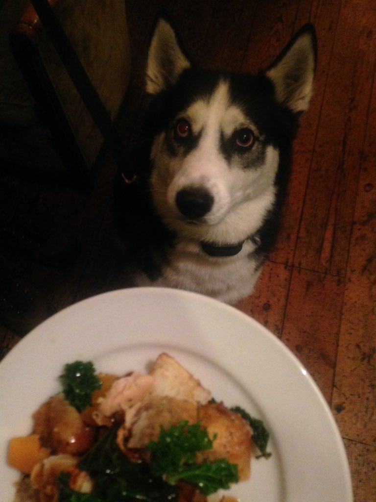 RosieBPub's tweet photo. Just some of our happy canine customers yesterday #dogs #woofwoofwednesday #SundayBrunch #pubdogsoflondon https://t.co/yhBQ0Lz5RT