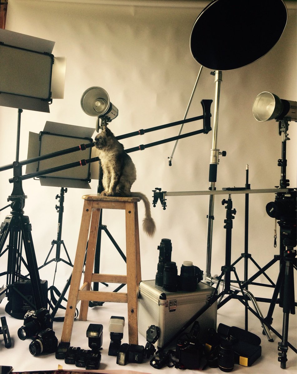 tomcildotcom's tweet photo. Tomcil Photo session.. https://t.co/xa2VwKWvz9 #purrsday #Caturday #pawsome #Thanksgiving #pawcircle #cat #tomcil https://t.co/x5ONt0FpgI